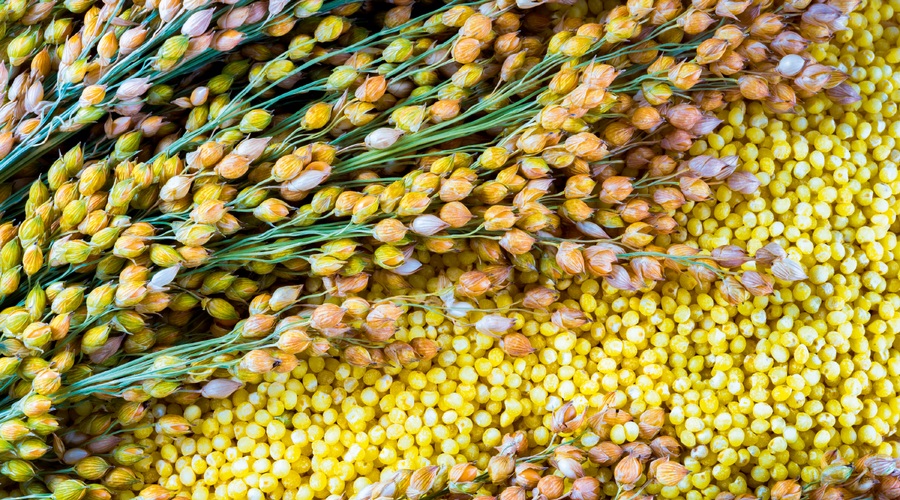 Proso (žito revežev) - pridelovali so ga že Kelti (foto: Shutterstock)