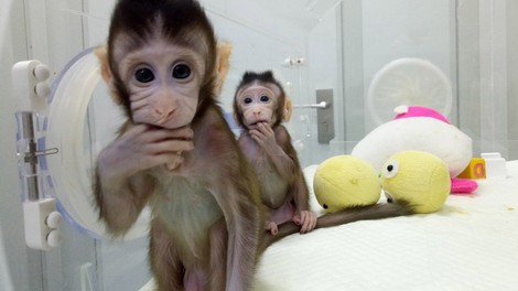 Klonirali so prvi opici - smo zdaj na vrsti ljudje?