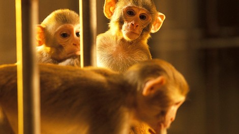 Zaradi spornih in neetičnih poskusov na opicah pri Volkswagnu letijo glave