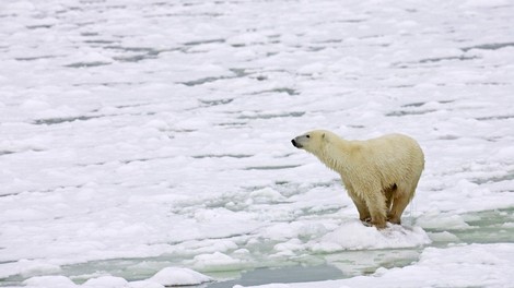 Severni medvedi stradajo zaradi (pre)hitrega taljenja arktičnega ledu!