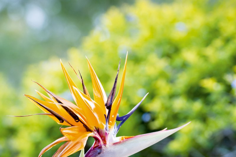 Strelicija - eksotična rastlina in vzdržljiva trajnica (foto: Shutterstock)