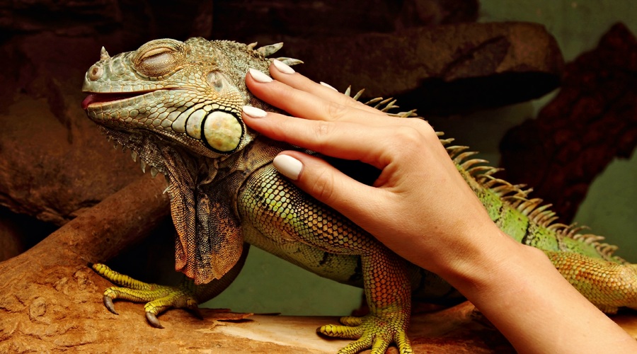 Mit ali resnica: Imajo plazilci čustva? (foto: Shutterstock)