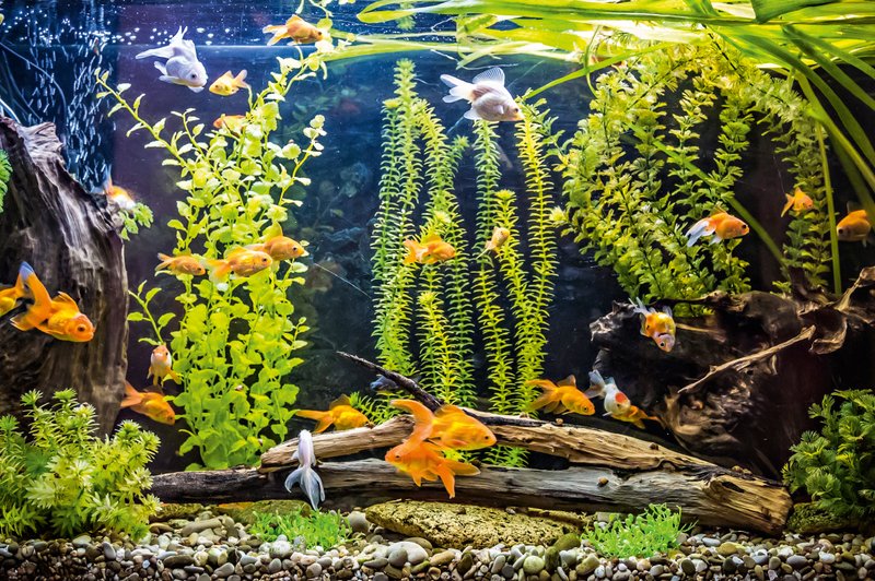Akvarij - naj bo dobro vzdrževan in prava oaza za ribe (foto: Shutterstock)