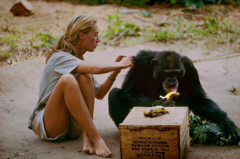Najbolj opevani dokumentarec o življenju Jane Goddall kmalu na National Geographicu! (foto: National Geographic)