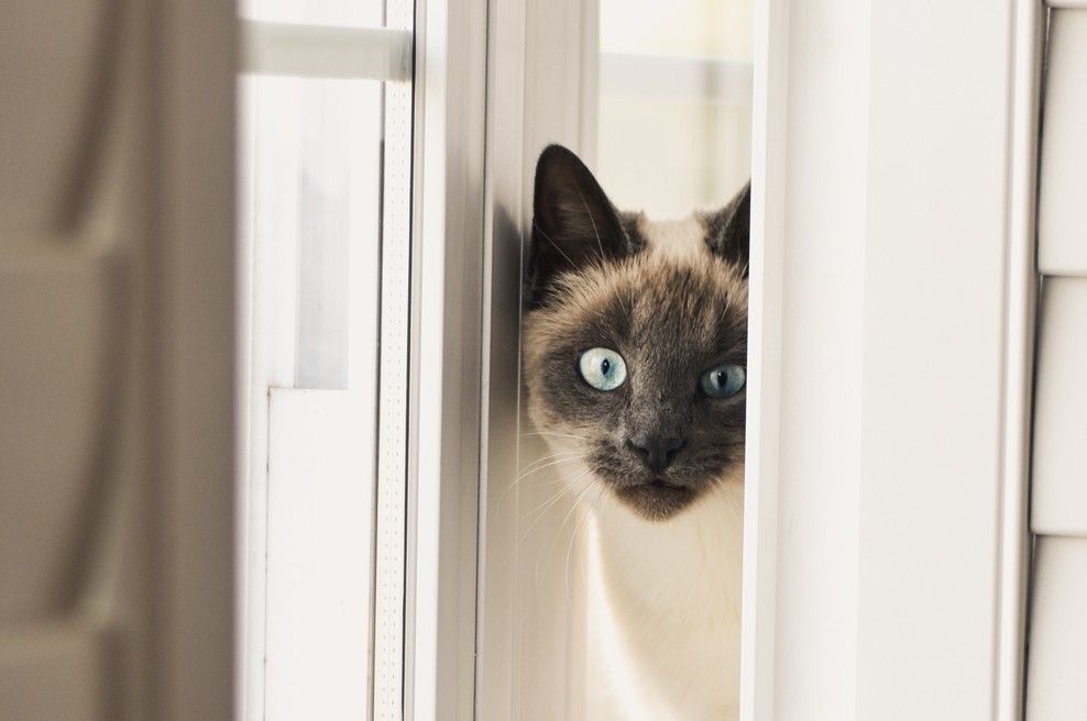 Razlog, da vam vaša mačka tako rada sledi v kopalnico! (foto: Unsplash/Alex Bertman)
