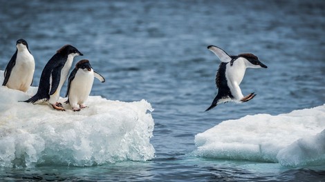 Na oddaljenem otoku Antarktike odkrili 1,5 milijona pingvinov