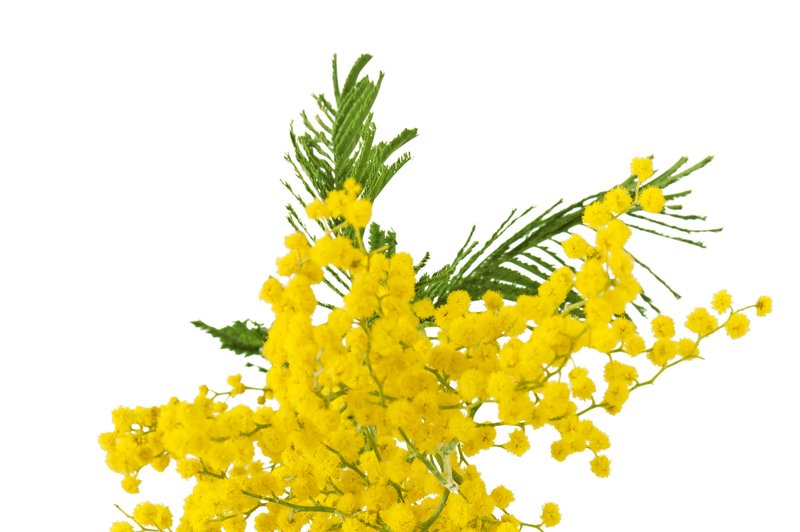 Srebrna akacija (mimoza) velja za znanilko sprememb (foto: Shutterstock)