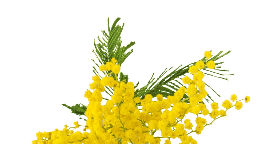 Srebrna akacija (mimoza) velja za znanilko sprememb (foto: Shutterstock)
