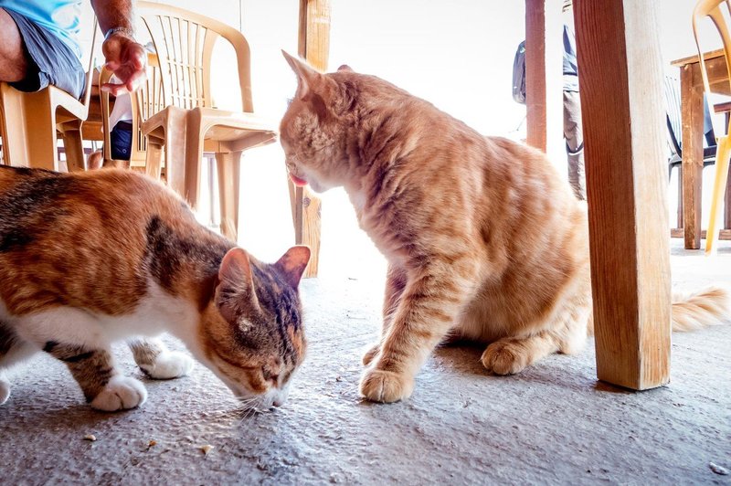 Na Cipru našteli 1,5 milijona mačk, kar je več kot prebivalstva! (foto: profimedia)