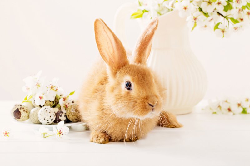 Simbolika velikonočnega zajčka (foto: Shutterstock)