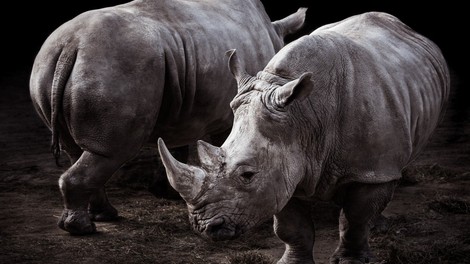 V Keniji je poginil še zadnji samec severnega belega nosoroga!