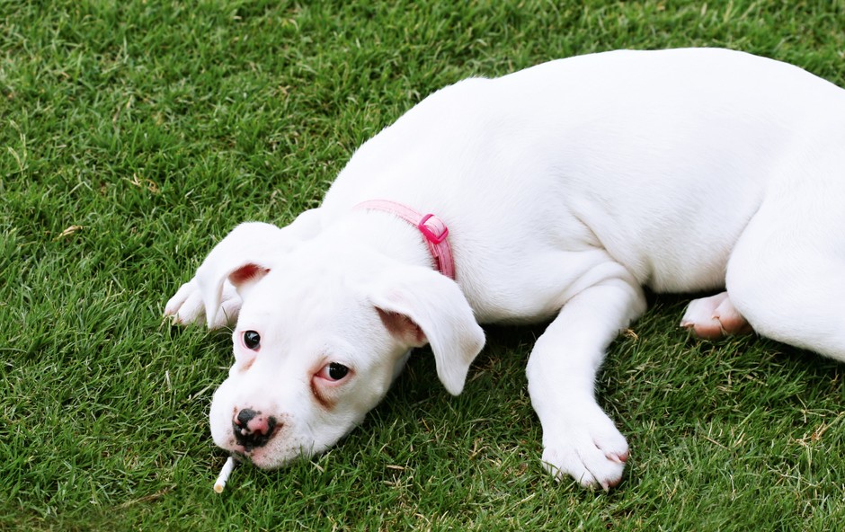 Zaradi pasivnega kajenja trpijo tudi hišni ljubljenčki! (foto: Shutterstock)