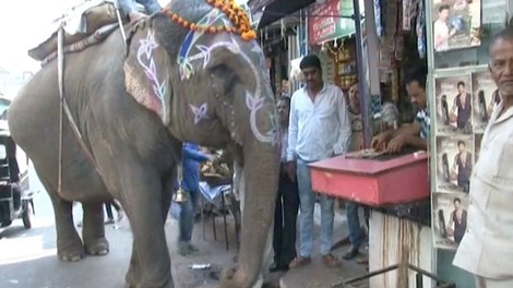 Znanstvenike bega slonica v indijskem gozdu, ki 'kadi'