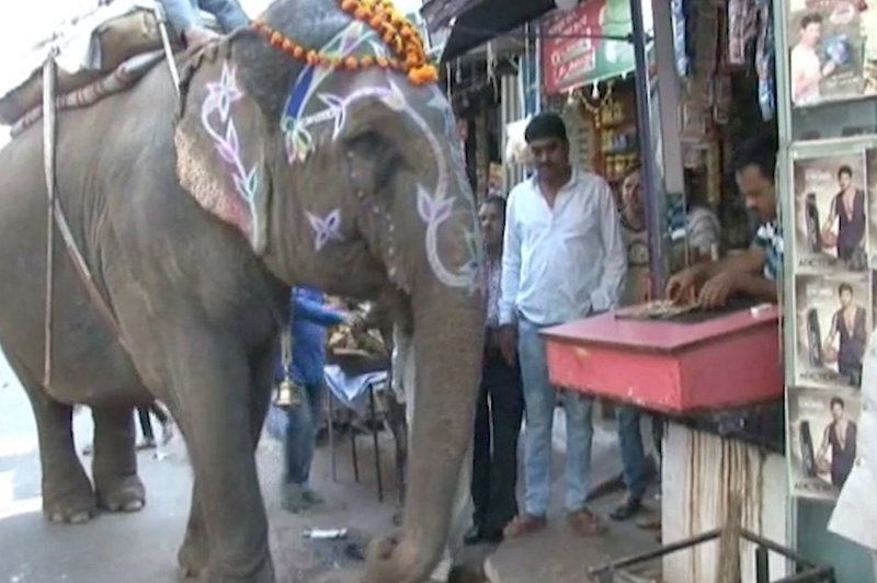 Znanstvenike bega slonica v indijskem gozdu, ki 'kadi' (foto: profimedia)