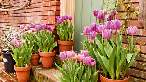 Prihaja sezona tulipanov - kako z njimi ravnati na domačem vrtu? Preverite!