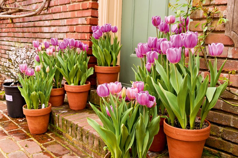 Prihaja sezona tulipanov - kako z njimi ravnati na domačem vrtu? Preverite! (foto: Shutterstock)