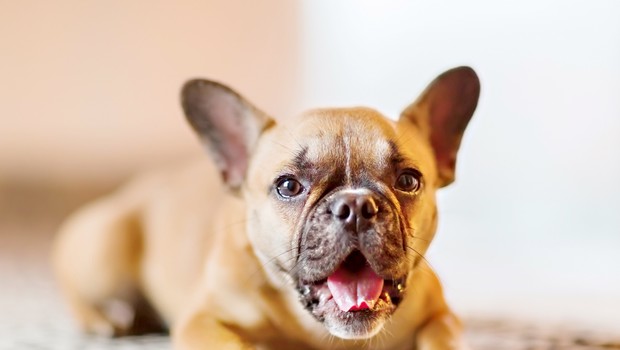 Neprijeten zadah pri hišnih ljubljenčkih ni nedolžna reč! (foto: Shutterstock)
