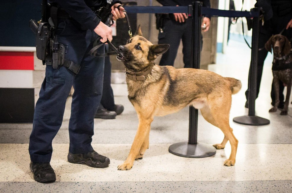 V Španiji z glasbeno terapijo nad stres policijskih psov (foto: profimedia)