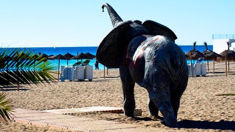 Sloni v Španiji povzročili zastoj na avtocesti