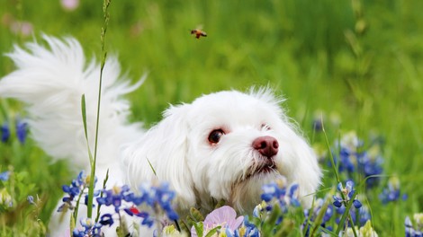 Kaj storiti, ko vašega psa piči insekt? Preverite!
