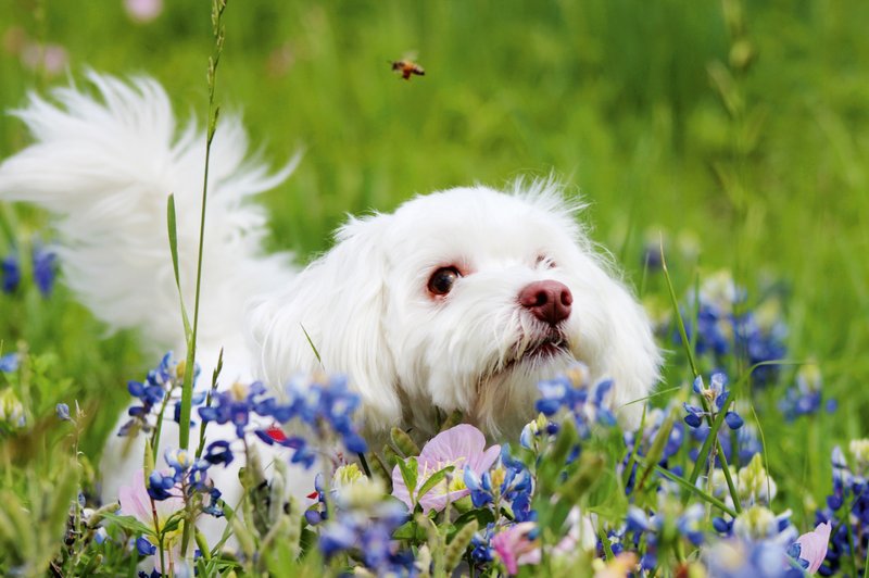 Kaj storiti, ko vašega psa piči insekt? Preverite! (foto: Shutterstock)