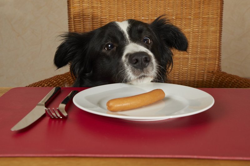 Raziskovalci trdijo, da je pes sposoben lagati človeku, da le dobi, kar želi (foto: profimedia)