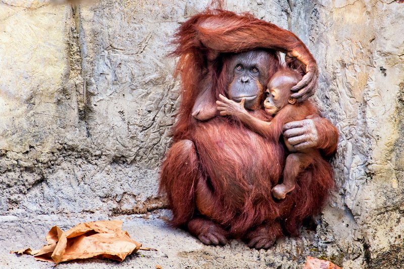 Najboljše mame iz sveta živali (foto: Profimedia)