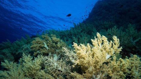 Zaradi ekstremno visokih temperatur morja odmrla tretjina koral