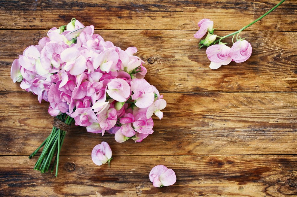 Dišeči grahor (Lathyrus odoratus) prebuja žensko moč (foto: Shutterstock)
