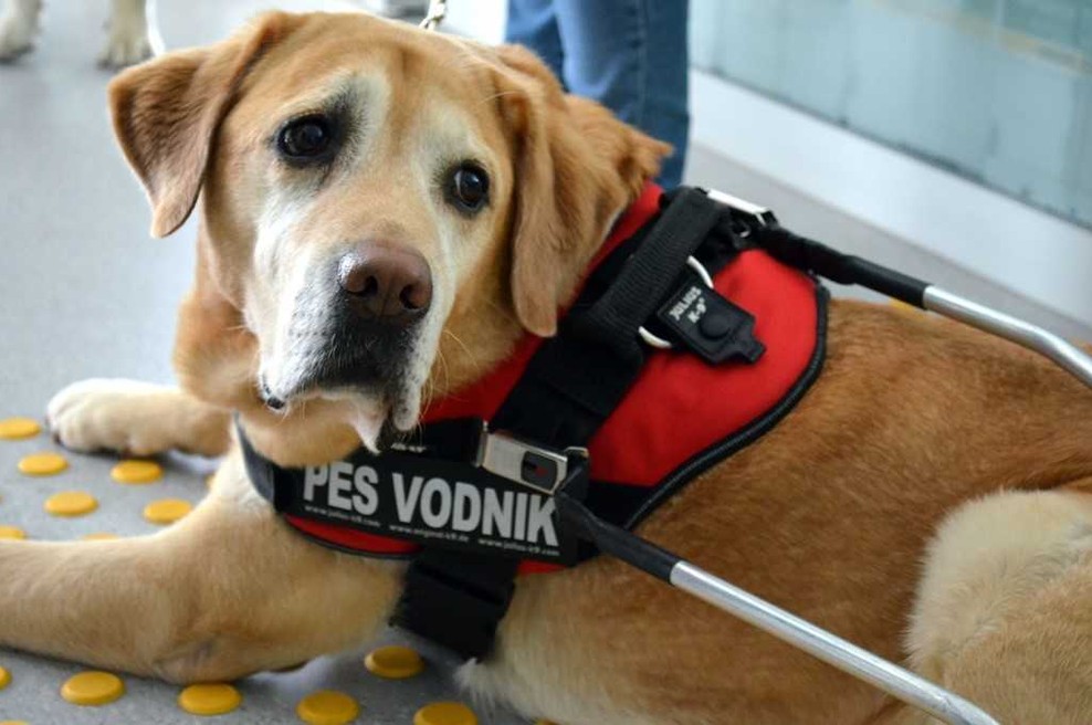 Mednarodi dan psov vodnikov: Nov priročnik za uporabnike in njihove svojce (foto: Promocijski material)