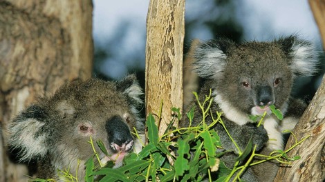 Avstralija želi s programom, vrednim dobrih 28 milijonov evrov, zaščititi koale!