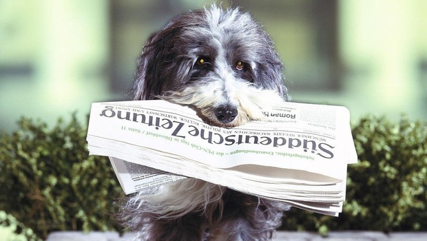 S starim papirjem pomagajmo živalim (foto: profimedia)