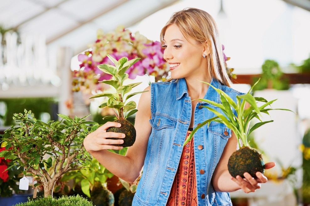 Kokedama: Priljubljen rastlinski okras na Japonskem (foto: shutterstock)