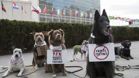 Peticija za prepoved preizkušanja na živalih na voljo tudi v Sloveniji