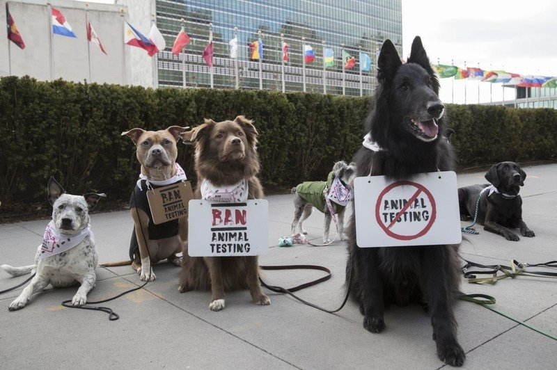 Peticija za prepoved preizkušanja na živalih na voljo tudi v Sloveniji (foto: Bodyshop)