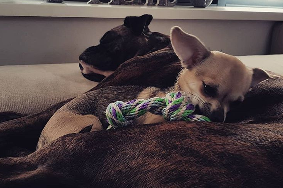 Kužki Klemna Bunderla. (foto: Instagram Klemen Bunderla)