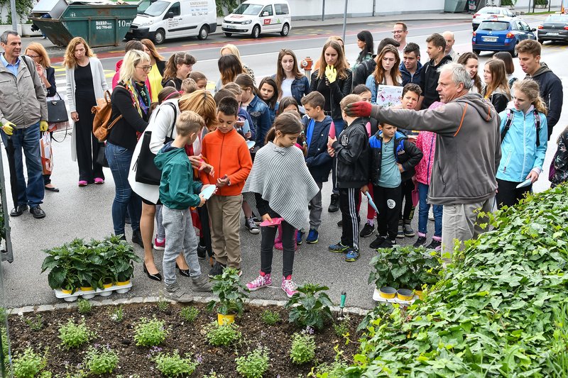 Ljubljanski šolarji posadili okoli 1.900 medovitih rastlin (foto: BTC City Press)