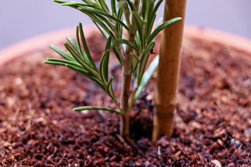 Uspešno razmnoževanje rastlin s pomočjo potaknjencev (foto: shutterstock)