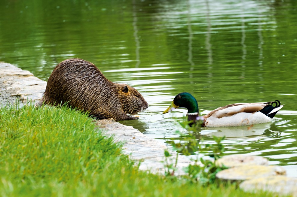 Nutrije - prebivalke ljubljanskega nabrežja (foto: Shutterstock)