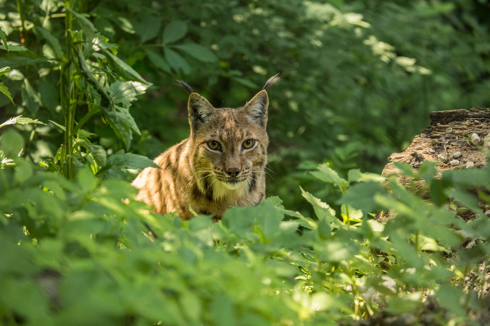 Teden risov v ZOO Ljubljana - Govori.se