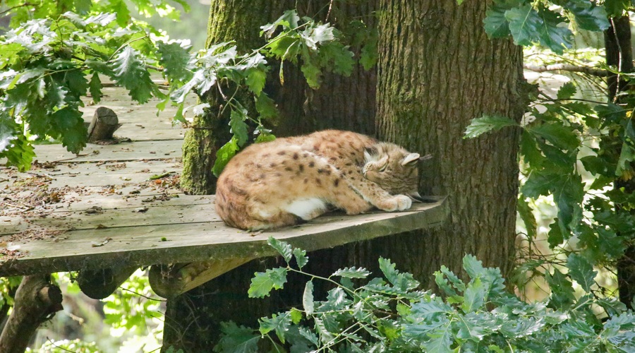 Teden risov v ZOO Ljubljana (foto: Zoo Press)