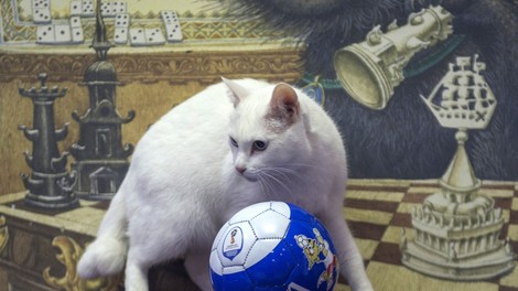 Gluhi maček Ahil bo v Rusiji napovedoval nogometne rezultate