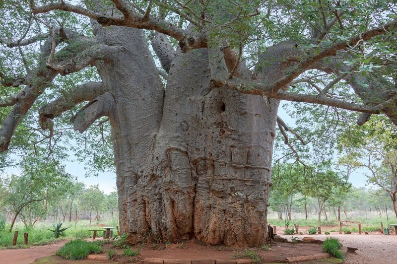 V Afriki zaradi podnebnih sprememb umirajo več tisoč let stara drevesa kruhovci (foto: profimedia)