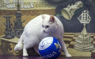 Maček Ahil napoveduje zmago Rusije!