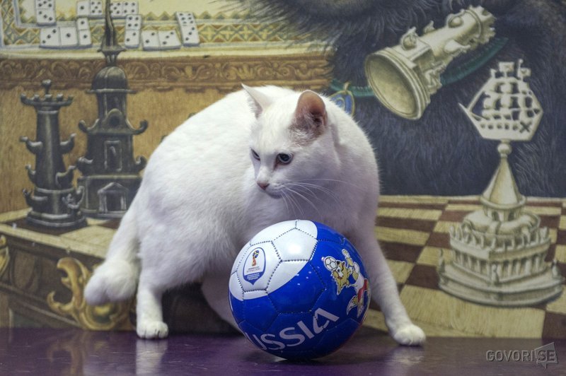 Maček Ahil napoveduje zmago Rusije! (foto: Profimedia)
