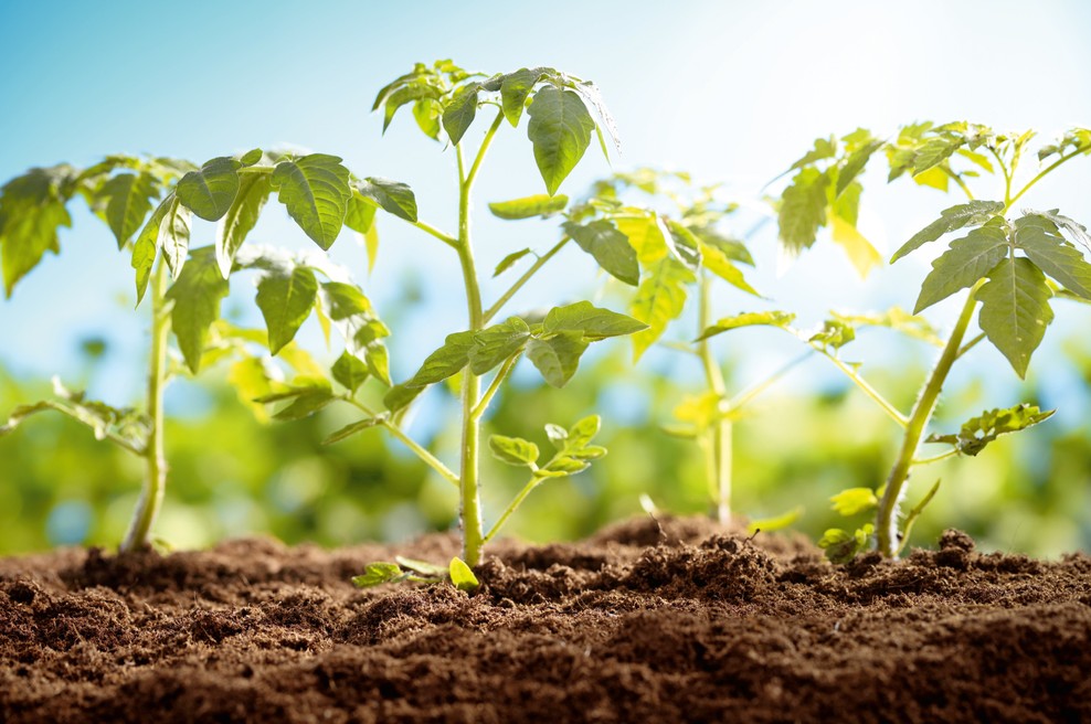 Vrntarski nasveti: V mesecu juniju je zrelo prvo sadje (foto: shutterstock)