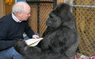 Poginila je Koko - gorila, ki je znala znakovni jezik