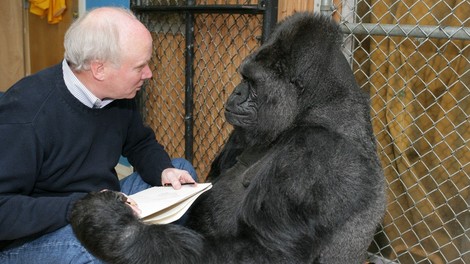 Poginila je Koko - gorila, ki je znala znakovni jezik