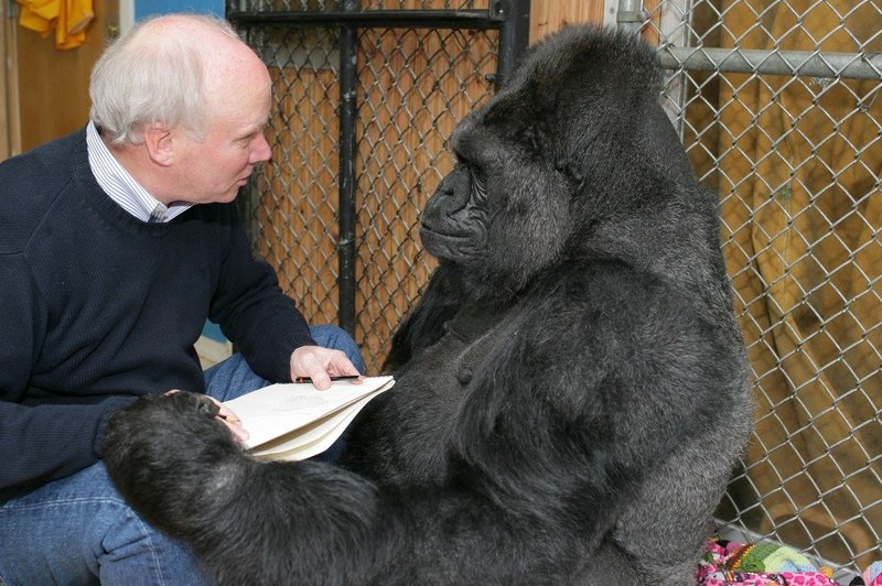 Poginila je Koko - gorila, ki je znala znakovni jezik (foto: Profimedia)
