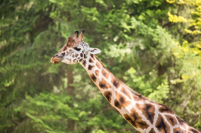 Svetovni dan žiraf praznujejo tudi v ZOO Ljubljana (foto: Zoo Ljubljana)